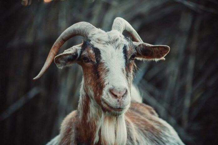 Goat-Farm.