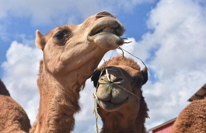 The-growth-of-camel-milk