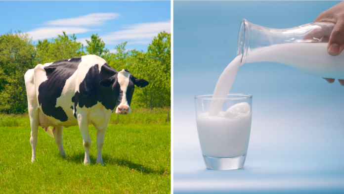 Milk Safety From the Grass to Your Glass